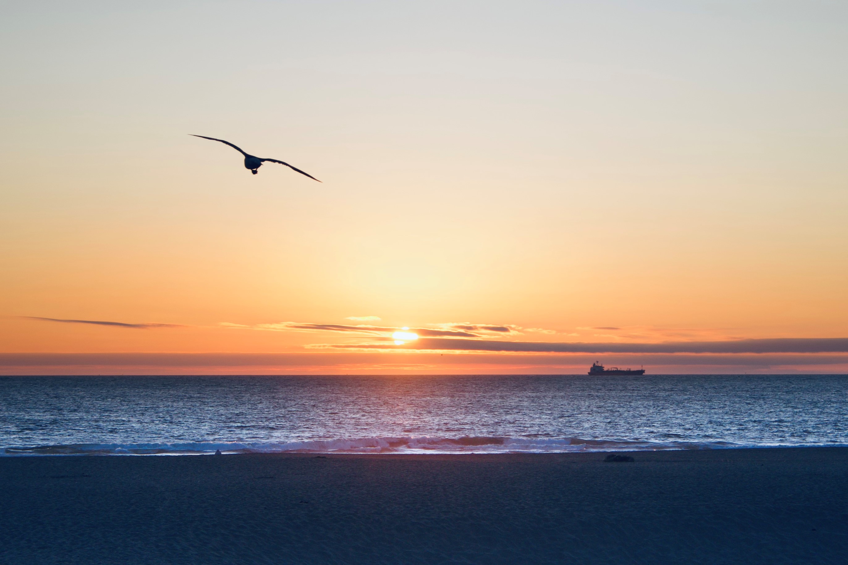 Wingspan