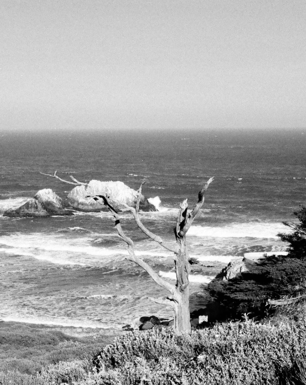 Tree, Point Lobos, SF