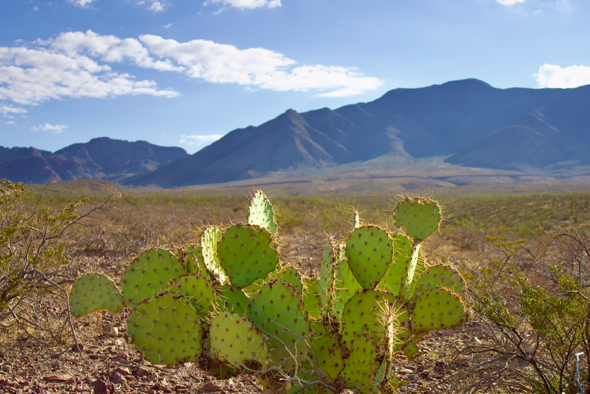 Desert Cactus