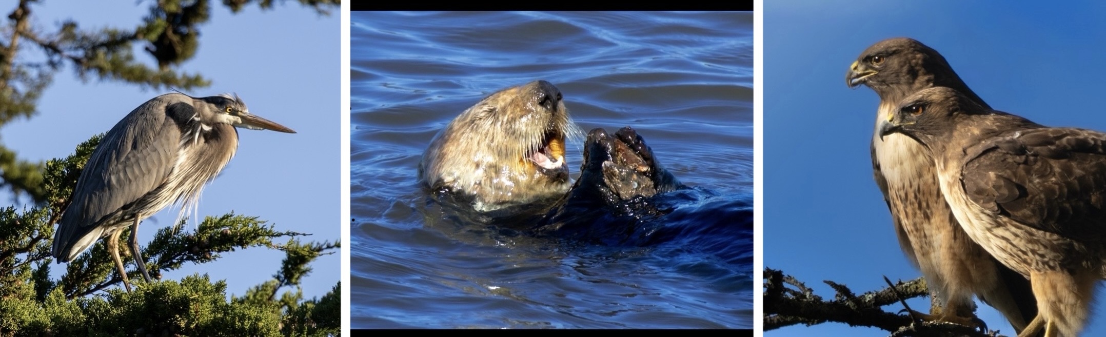 Wildlife