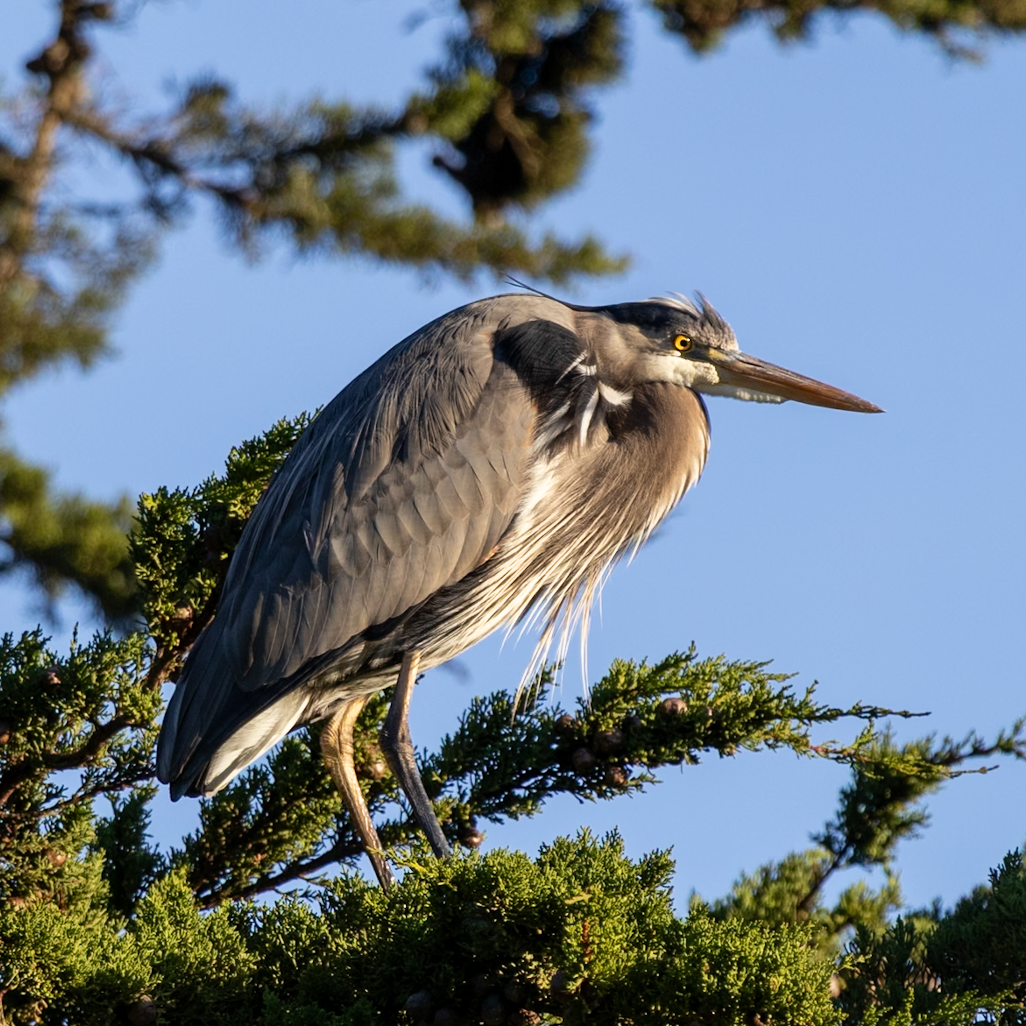 Birds