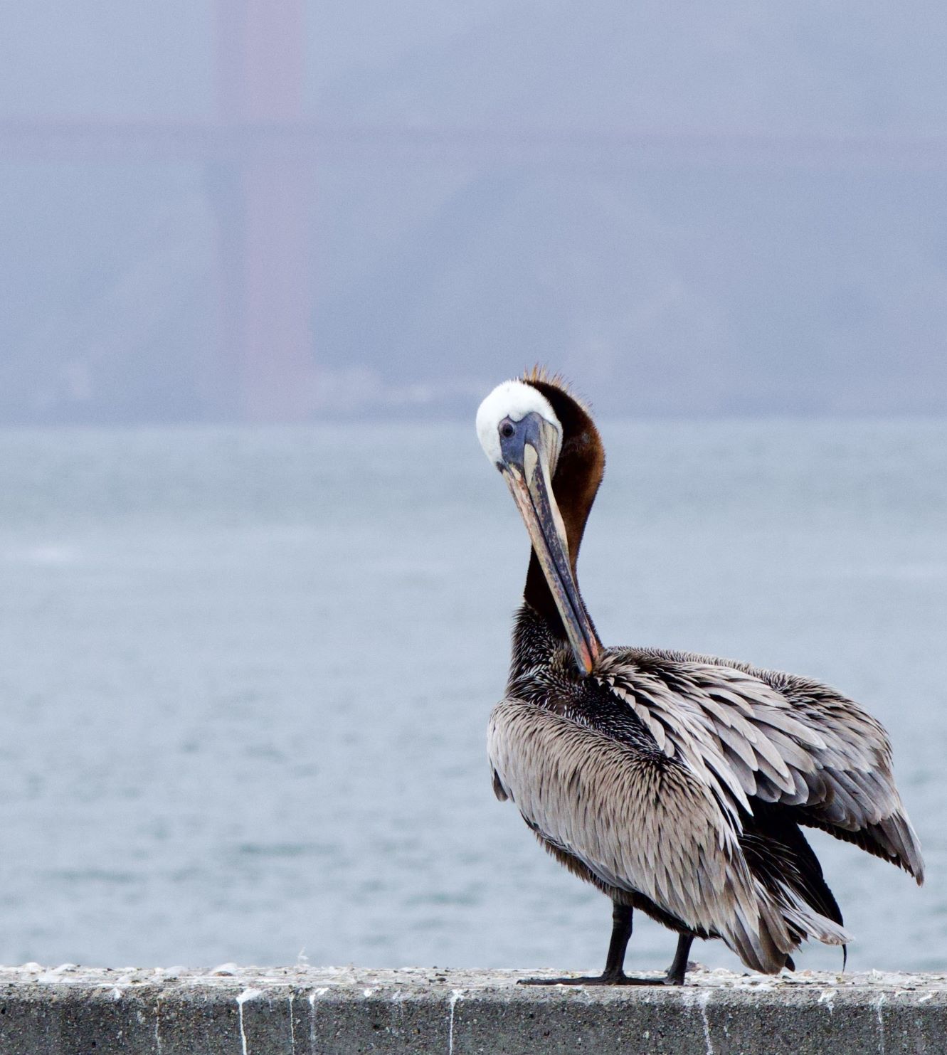 Brown Pelican