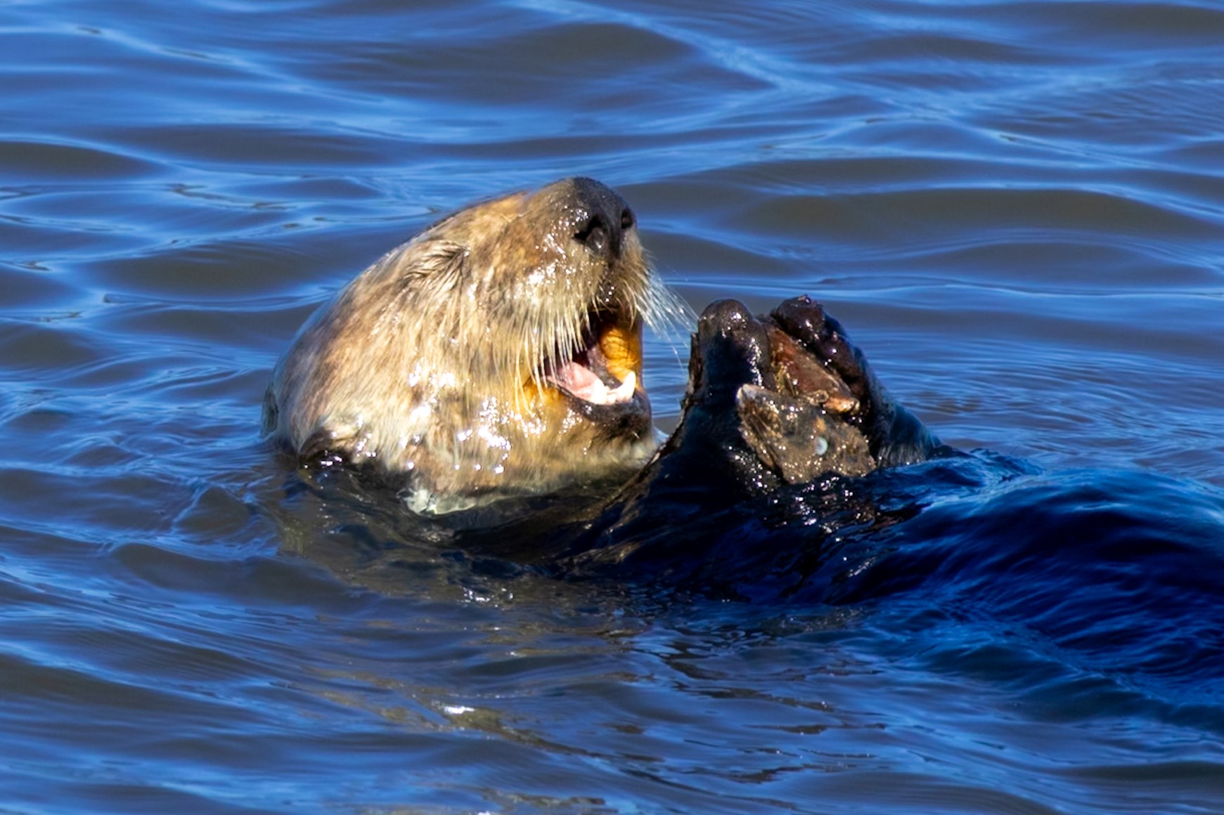 Sea Otter