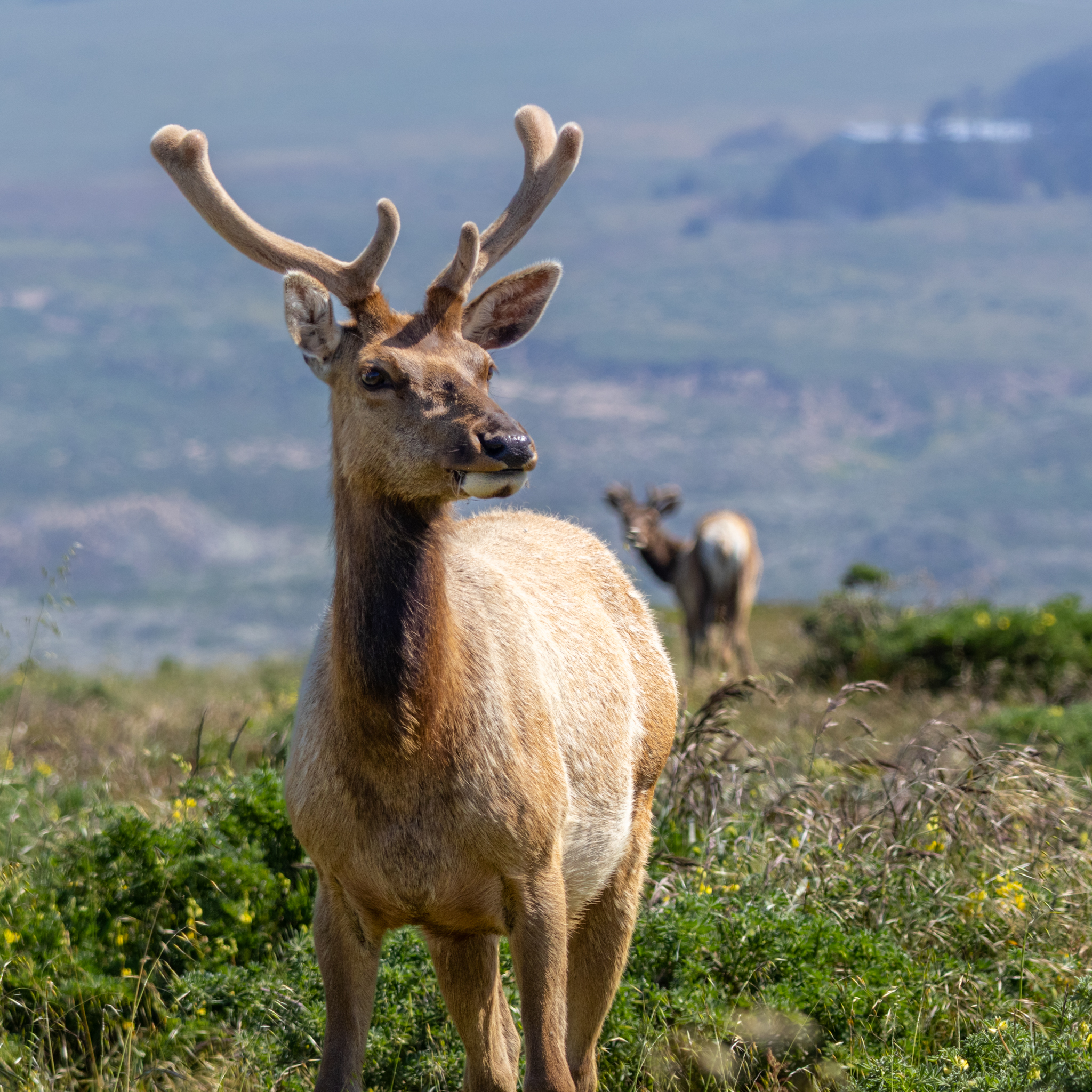 Elk