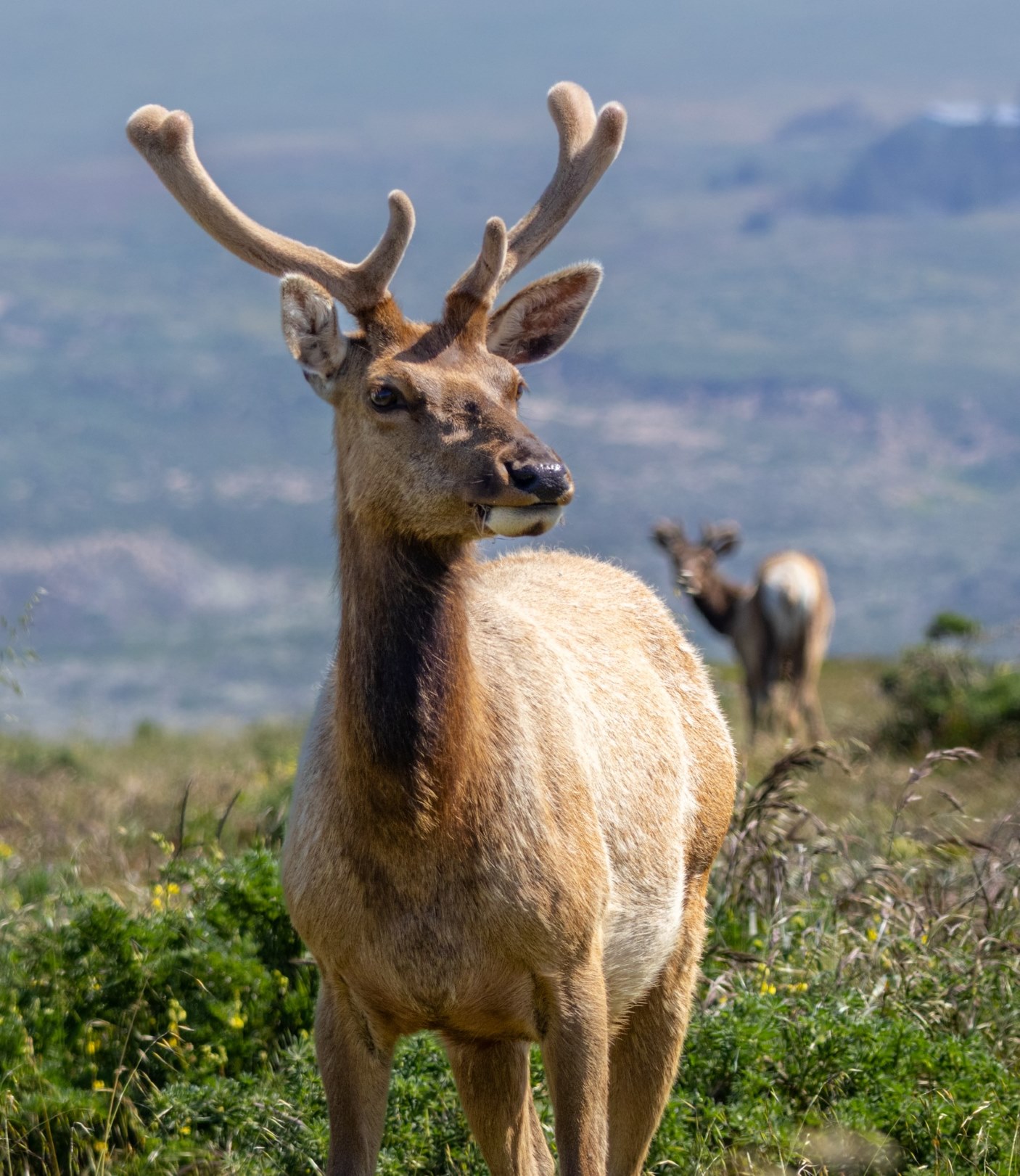 Elk