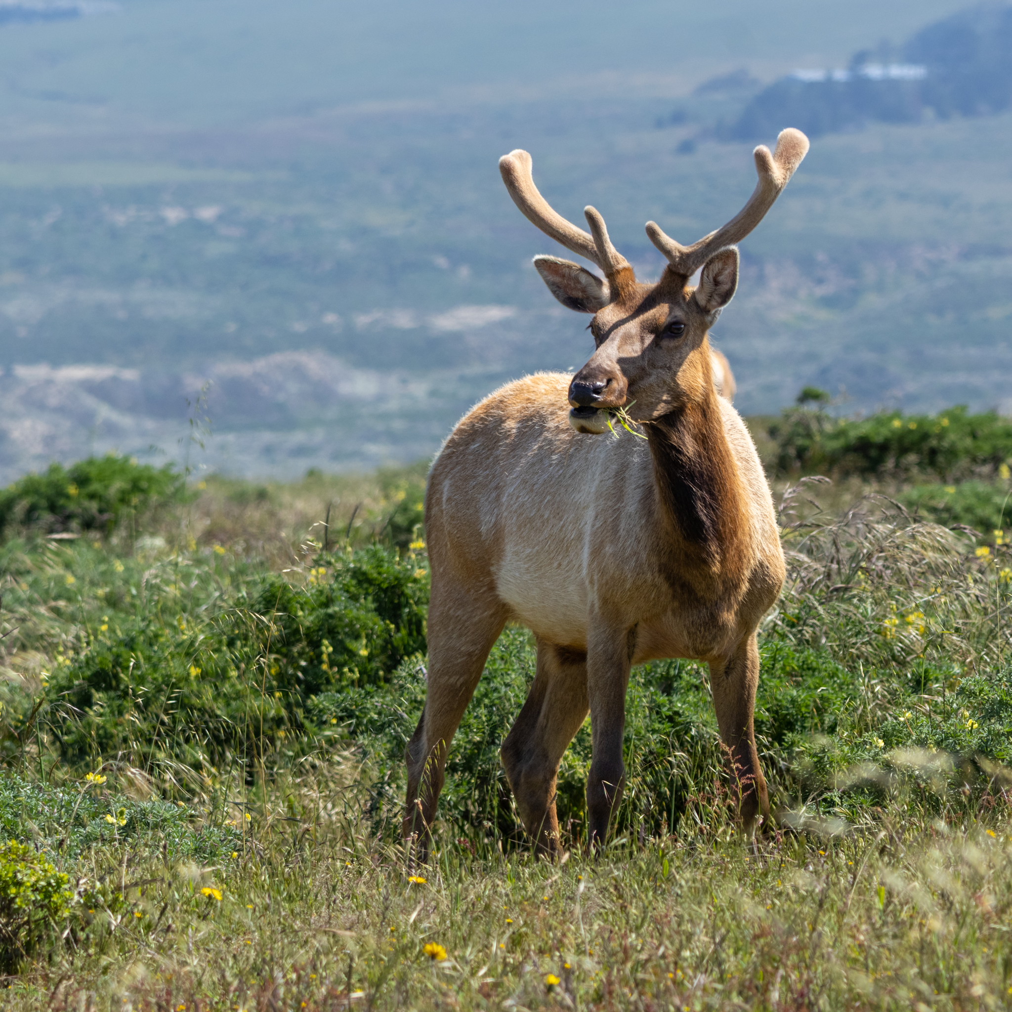 Elk