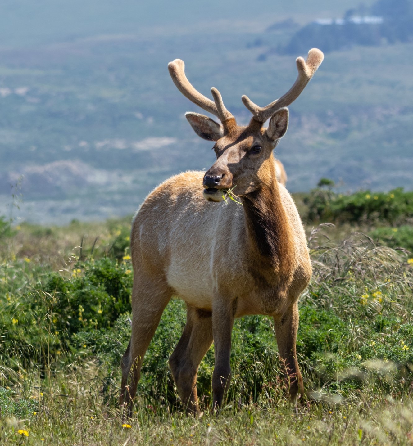 Elk