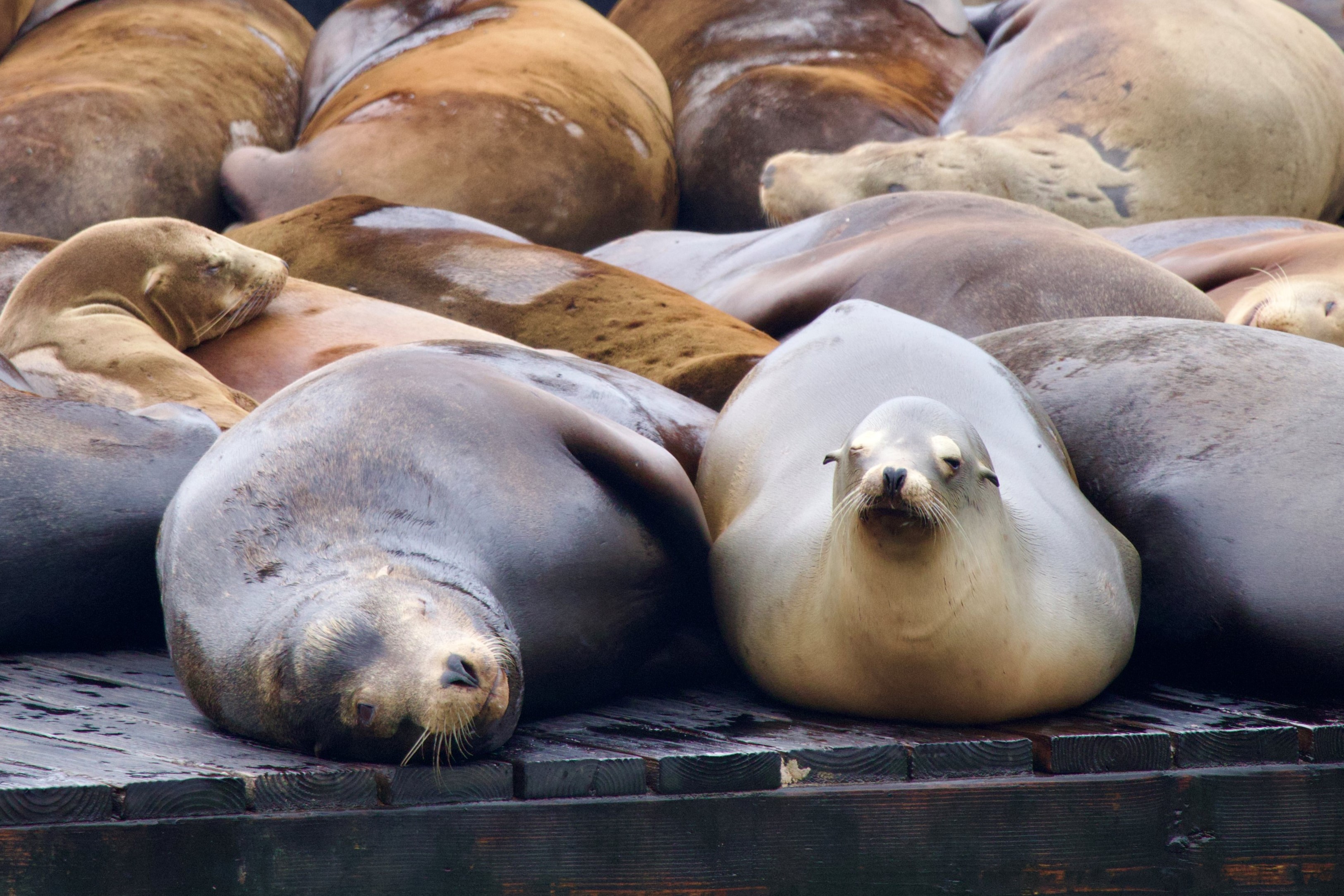 Sea Lions