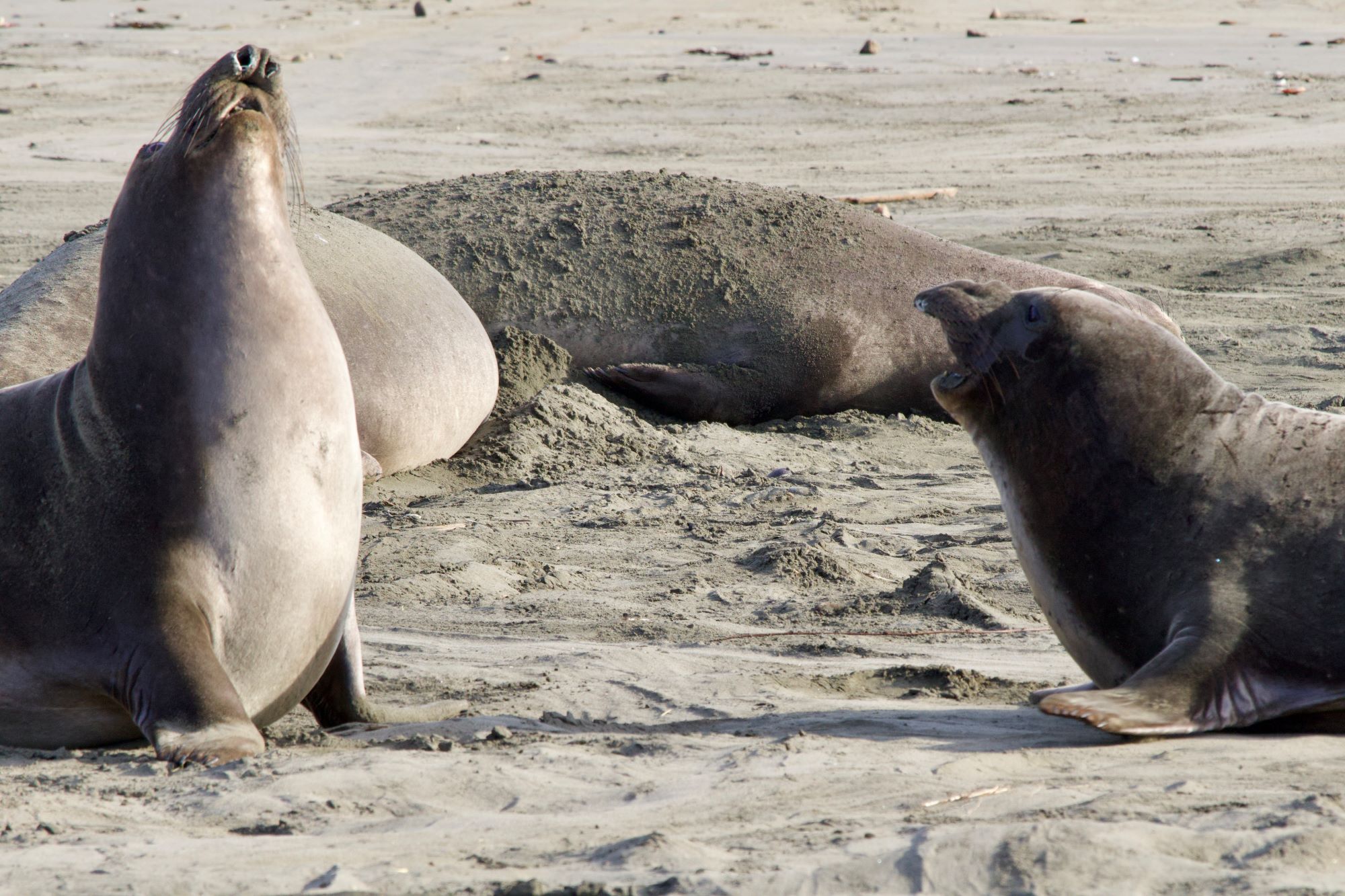 Elephant Seal