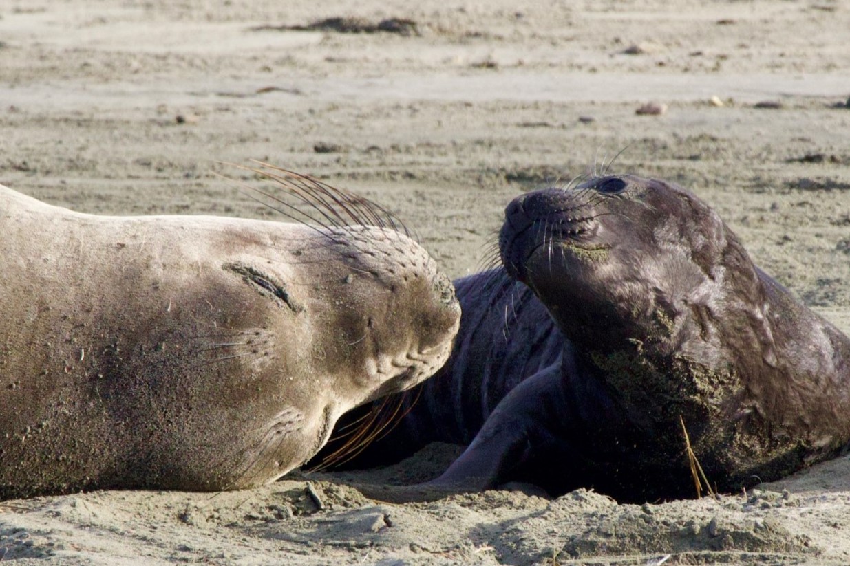 Elephant Seal
